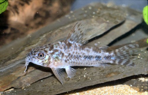 Hoplisoma diphyes