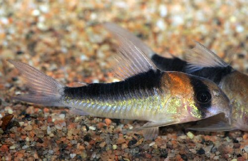 Hoplisoma duplicareum