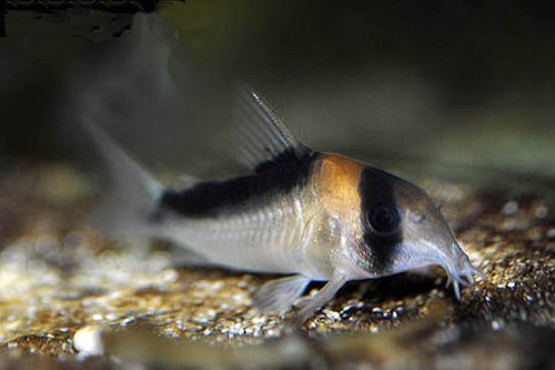 Hoplisoma duplicareum