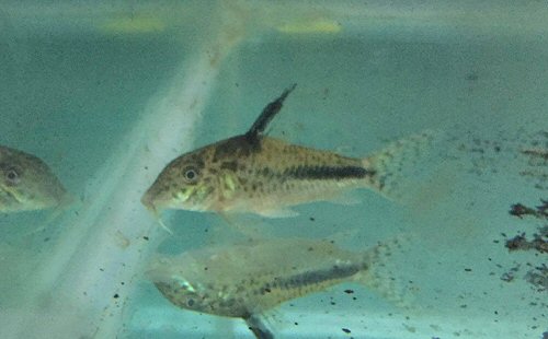 Corydoras filamentosus