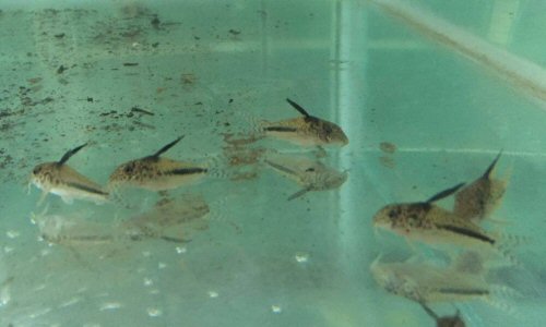 Corydoras filamentosus