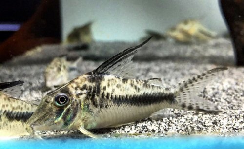 Corydoras filamentosus