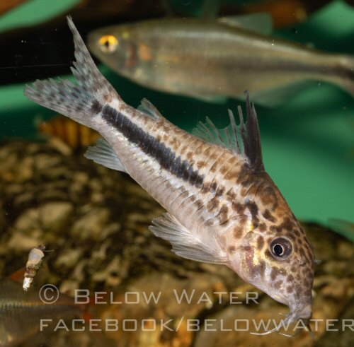 Corydoras filamentosus