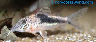 Corydoras fowleri