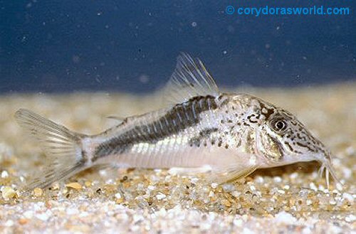 Corydoras fowleri