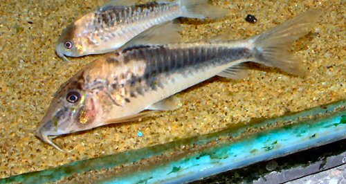 Corydoras fowleri