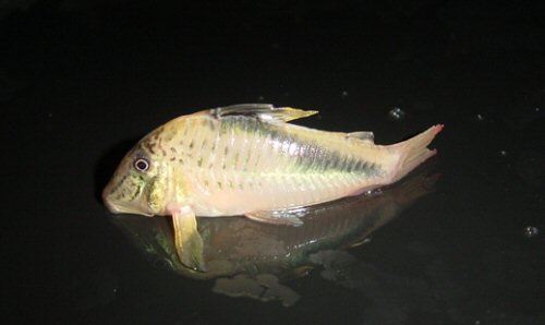 Corydoras fowleri