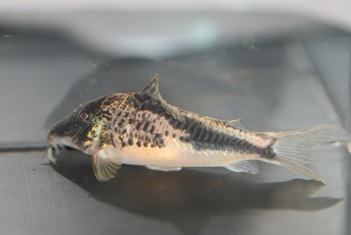 Corydoras fowleri