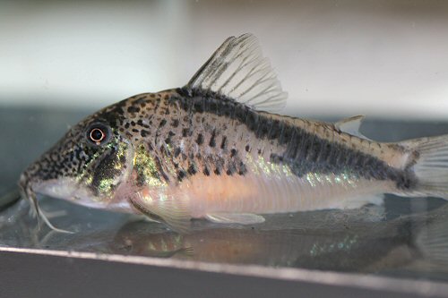 Corydoras fowleri