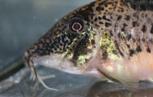 Corydoras fowleri - head view