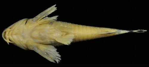 Hoplisoma froehlichi = ventral view-Holotype MCP 48433