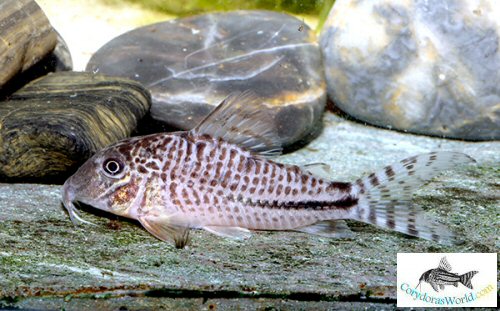 Corydoras fulleri - adult female