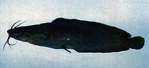 Clarias fuscus 