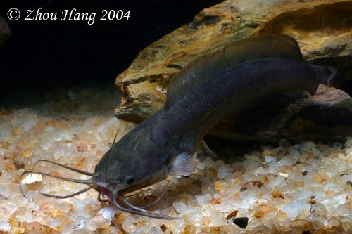 Clarias fuscus