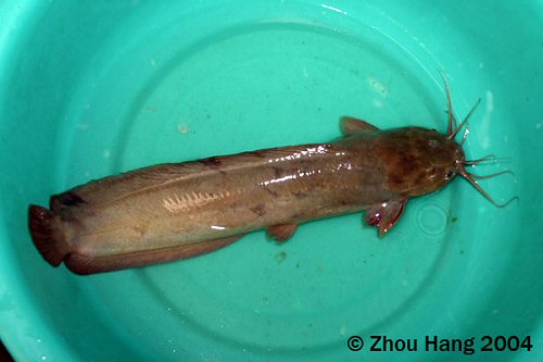 Clarias fuscus