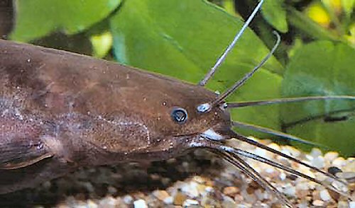 Clarias gariepinus 