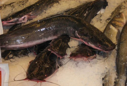 Clarias gariepinus = In Fish Market 