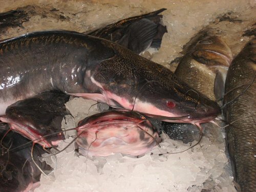 Clarias gariepinus = In Fish Market