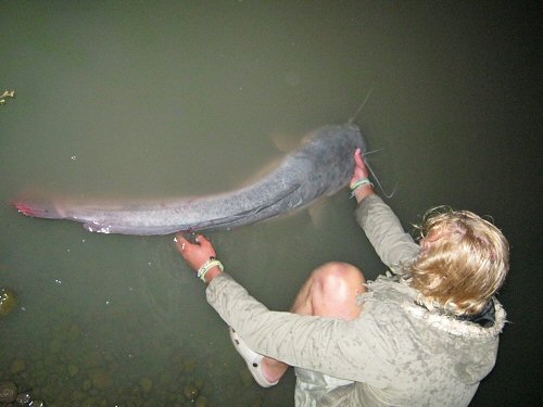 Clarias gariepinus = dorsal view