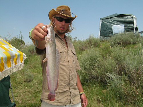 Clarias gariepinus