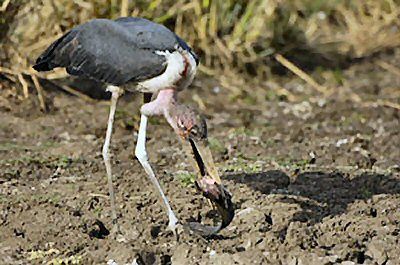 Clarias gariepinus = Food for the Marabou Stork in the Maasai Mara, Kenya.