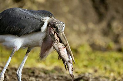 Clarias gariepinus = Food for the Marabou Stork in the Maasai Mara, Kenya. 