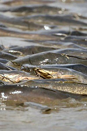 Clarias gariepinus = Dried up pool