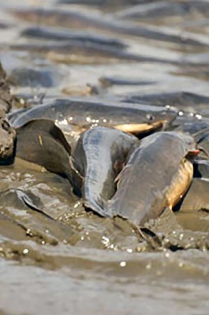 Clarias gariepinus = Dried up Pool