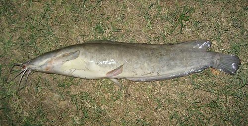 Clarias gariepinus = Caught in Thailand by Image Contributor J-FH