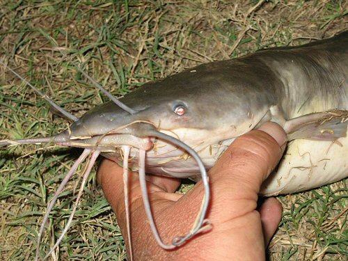 Clarias gariepinus = Caught in Thailand by Image Contributor J-FH