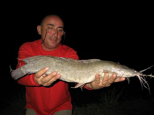 Clarias gariepinus = Caught in Thailand by Image Contributor J-FH 