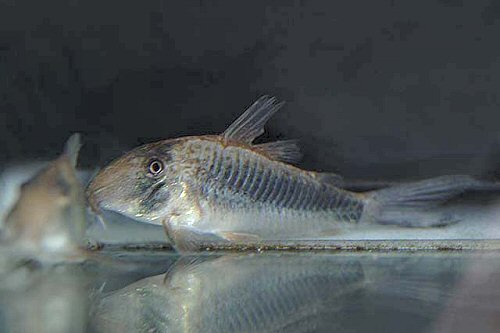 Corydoras geoffroy