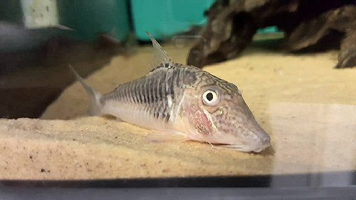 Corydoras geoffroy