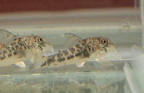 Corydoras geoffroy = juveniles