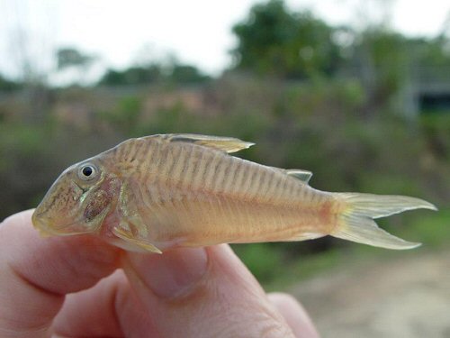 Corydoras geoffroy = Crique Serpent  at Suriname and French Guiana