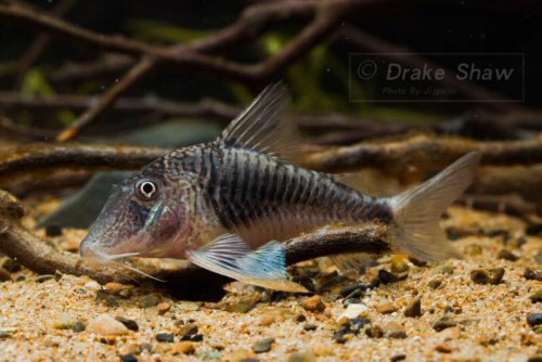 Corydoras geoffroy