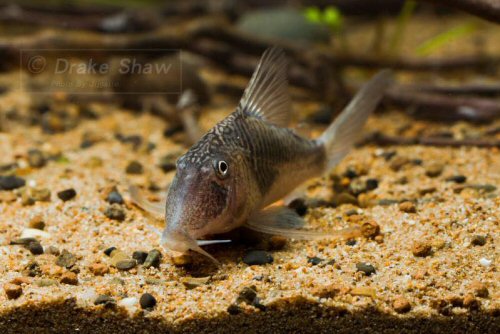 Corydoras geoffroy = head view