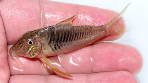 Corydoras geoffroy = male