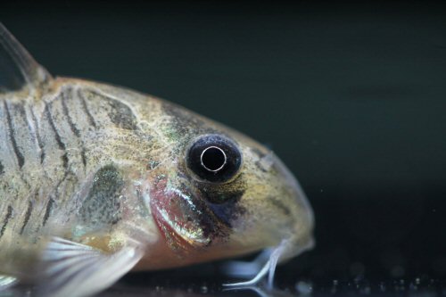 Hoplisoma griseum - head view