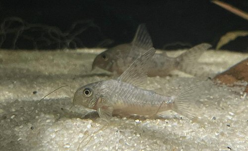 Hoplisoma gryphus = male