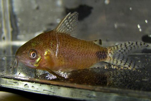 Gastrodermus guapore = female