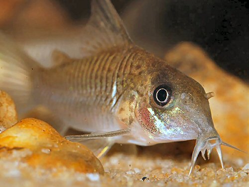 Hoplisoma guianense