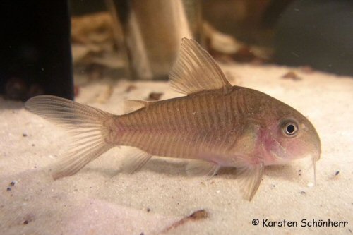 Hoplisoma guianense = From the Nickerie river, Suriname