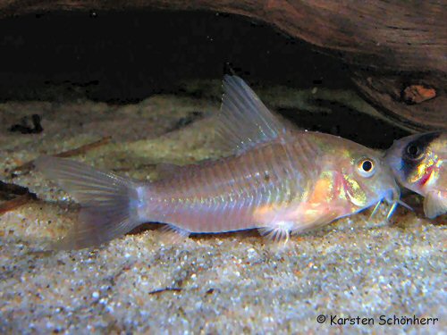 Hoplisoma guianense = From the Nickerie river, Suriname