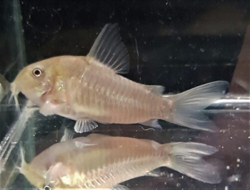 Hoplisoma guianense = female