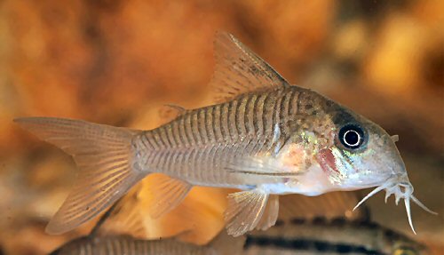 Hoplisoma guianense