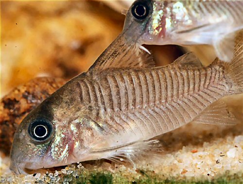 Hoplisoma guianense