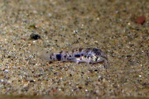 Hoplisoma habrosum - 1 month old