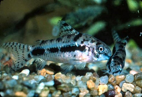 Hoplisoma habrosum = Spawning sequence T-position