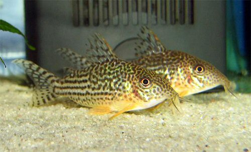 Corydoras haraldschultzi